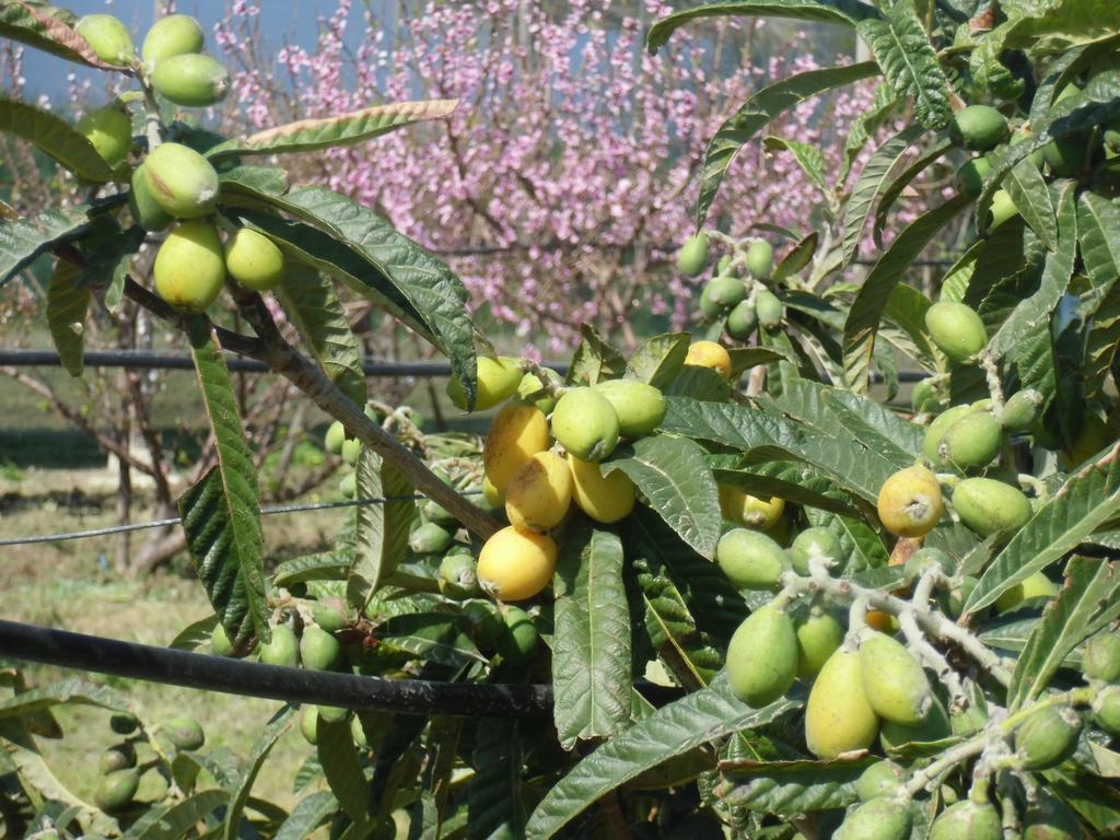 הוילה San Fratello Stella Di Sicilia מראה חיצוני תמונה