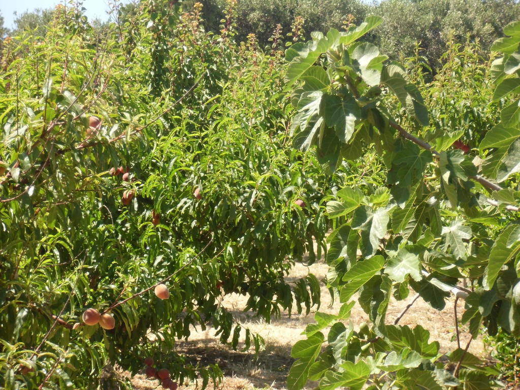 הוילה San Fratello Stella Di Sicilia מראה חיצוני תמונה
