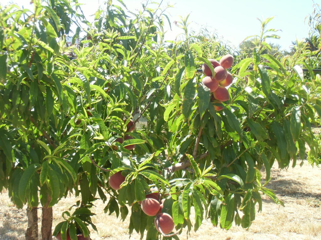 הוילה San Fratello Stella Di Sicilia מראה חיצוני תמונה